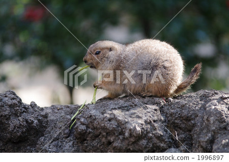 terrestrial animal, rodent, black-tailed prairie dog 1996897