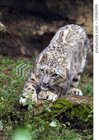 snow leopard, animal, animals 1996899