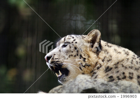 tusk, snow leopard, endangered species 1996903