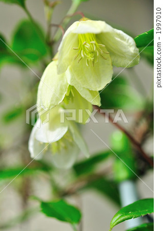 Jingle bell Jingle bell 1997010