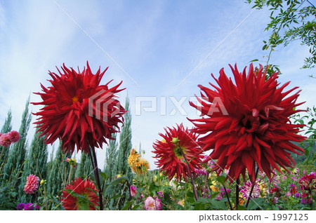 漂浮在盛開的一個花園裡的大麗花 1997125