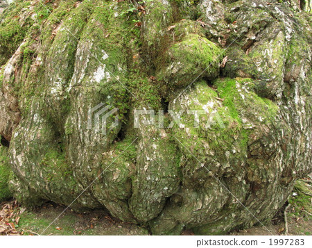 Big tree of Mizunara 1997283