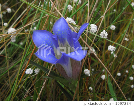 愛知縣森林公園秋天花 1997284