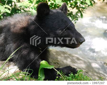 熊的幼崽 亞洲黑熊 熊 1997287