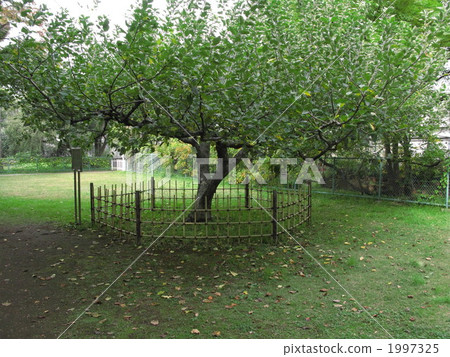 Newton's apple 1997325
