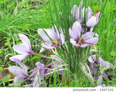 Saffron Medicated Plants 1997326