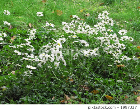 White chrysanthemum flower Iwagiku White chrysanthemum flower Iwagiku 1997327