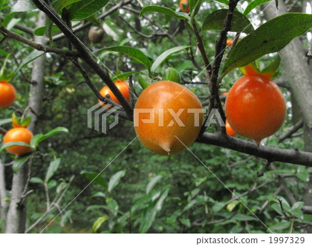 Cyprin red currant fruit. 1997329
