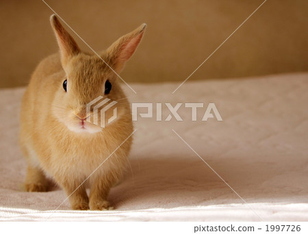bunny, baby rabbit, netherland dwarf 1997726
