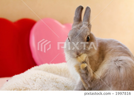 Usagi's cute gesture - Stock Illustration [1997816] - PIXTA