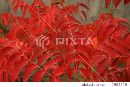 Autumn leaves of Hazenoki 1998319