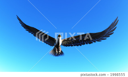 飛行 航班 鷹 1998555