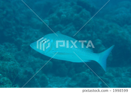 Hamafuefuki Hamafuefuki 1998599