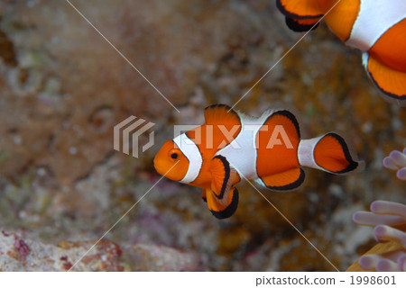 小丑anemonefish 小丑anemonefish 1998601