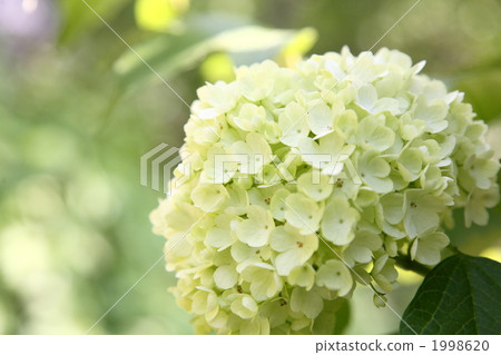 Temari Kamboku 1998620