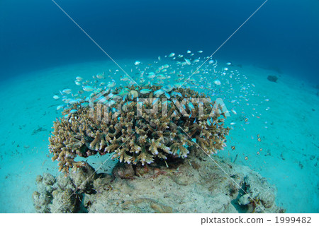 藍綠光鰓魚 1999482