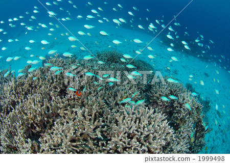 藍綠光鰓魚 1999498