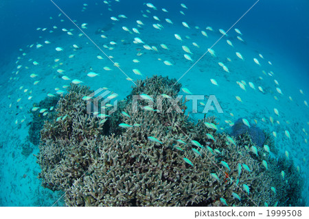 藍綠光鰓魚 1999508