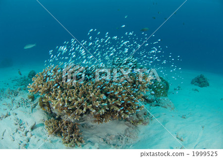 藍綠光鰓魚 1999525