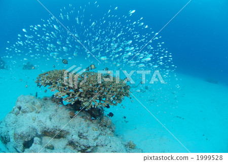 藍綠光鰓魚 1999528