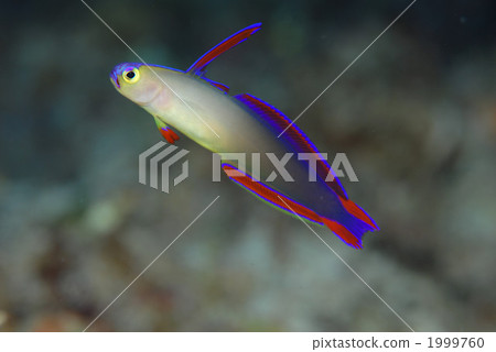 Akebono-nohase Akebono-nohase 1999760