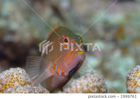 Megane gonbe Megane gonbe 1999761