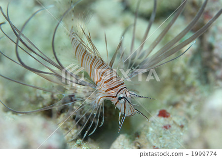 Hanturkey魚 1999774