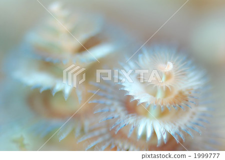 大旋鰓蟲 大旋鰓蟲 1999777