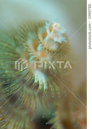 大旋鰓蟲 1999788