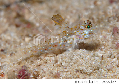 Sunset tuna goby 2000126