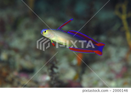 Akebono-nohase Akebono-nohase 2000146