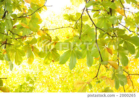 歐洲七葉樹 日本七葉樹 七葉樹 2000265