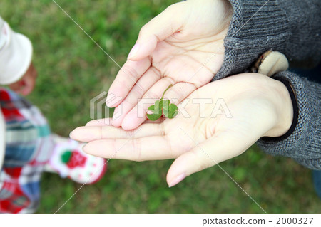 honeywort, female hand, hands 2000327
