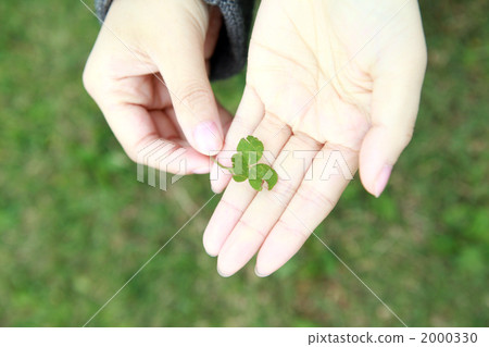 honeywort, female hand, hands 2000330