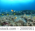 anemone fish, anemonefish, clown anemonefish 2000561