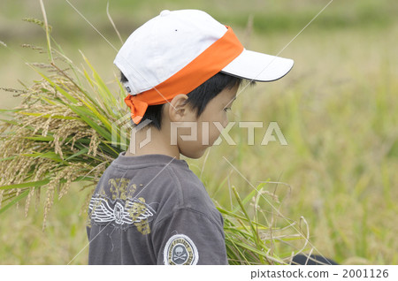 Rice harvesting experience Rice harvesting experience 2001126