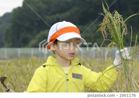 Rice harvesting experience Rice harvesting experience 2001176