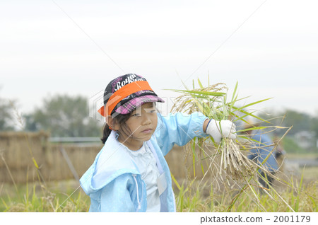 Rice harvesting experience Rice harvesting experience 2001179