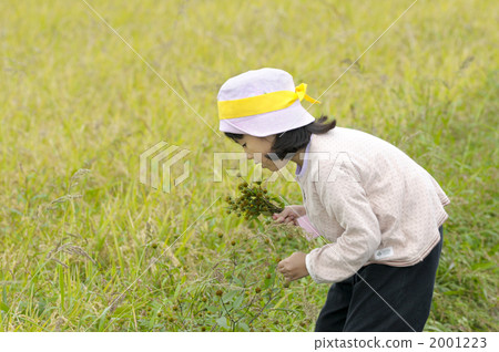 Rice harvesting experience 2001223