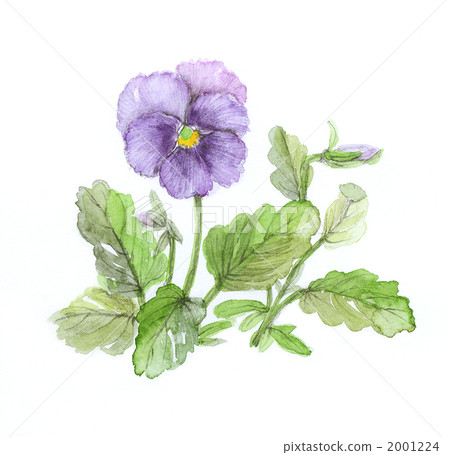 Pansy 2001224