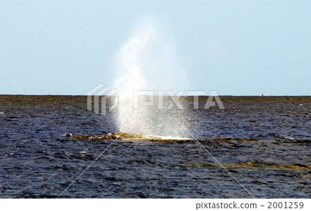 噴出鯨魚 2001259