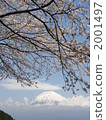 Mount Fuji from Tanuki Lake, cherry blossoms 2001497