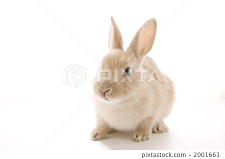 Adorable rabbit 2001661