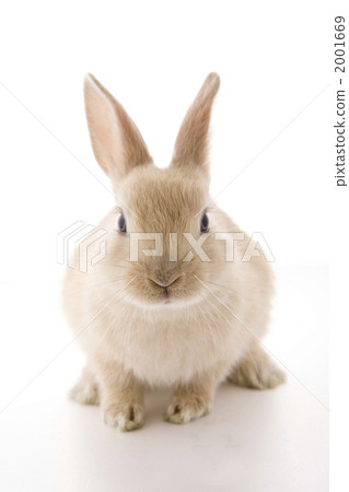 Adorable rabbit in front of the front frontal view 2001669