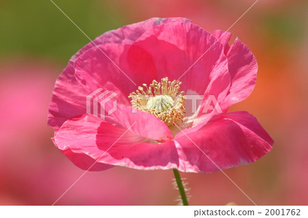 佛蘭德斯紅罌粟 罌粟花 花朵 2001762