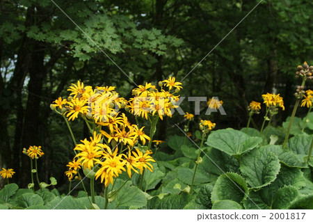 豹斑蝶 大吳風草 日本銀葉 2001817