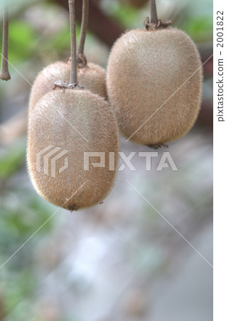 kiwi, kiwis, food 2001822