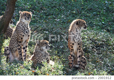 獵豹 陸生動物 動物 2001912