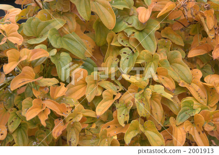 botanic, botanical, plant 2001913