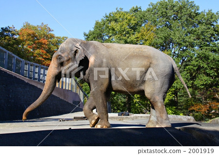陸生動物 大象 動物 2001919